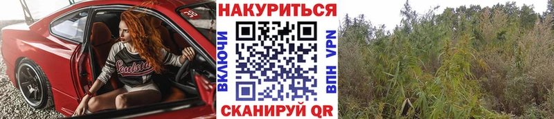 Бошки Шишки OG Kush  наркота  Берёзовка 